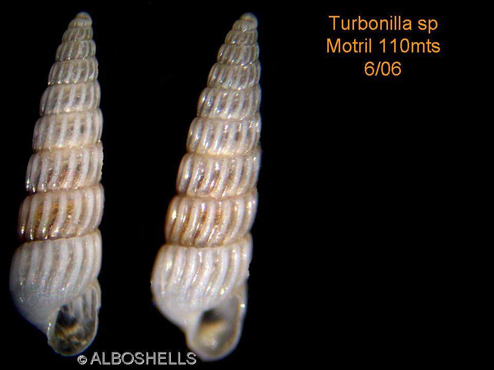 Turbonilla sp Motril (Granada)